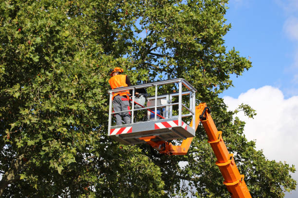 Best Tree Planting Services  in Gurnee, IL